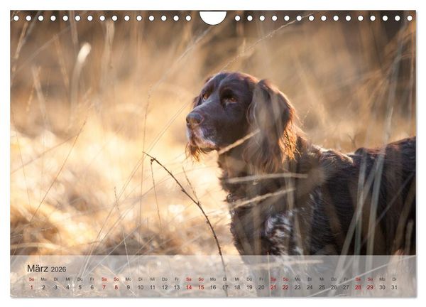 Produktbild: Der kleine M&uuml;nsterl&auml;nder (Wandkalender 2026 DIN A4 quer), CALVENDO Monatskalender