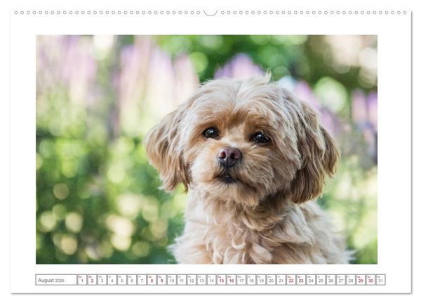 Produktbild: Maltipoo - Malteser -Pudel (Wandkalender 2026 DIN A2 quer), CALVENDO Monatskalender