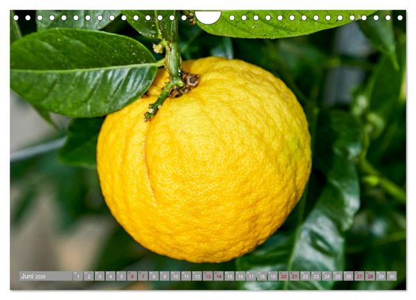 Produktbild: Bio Zitrus Garten (Wandkalender 2026 DIN A4 quer), CALVENDO Monatskalender
