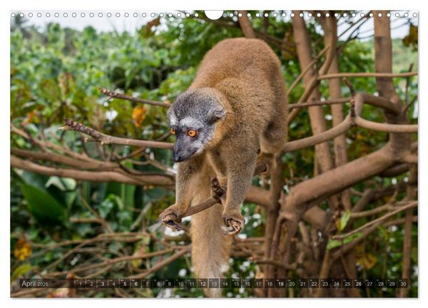 Produktbild: Tierisches Madagaskar (Wandkalender 2026 DIN A3 quer), CALVENDO Monatskalender