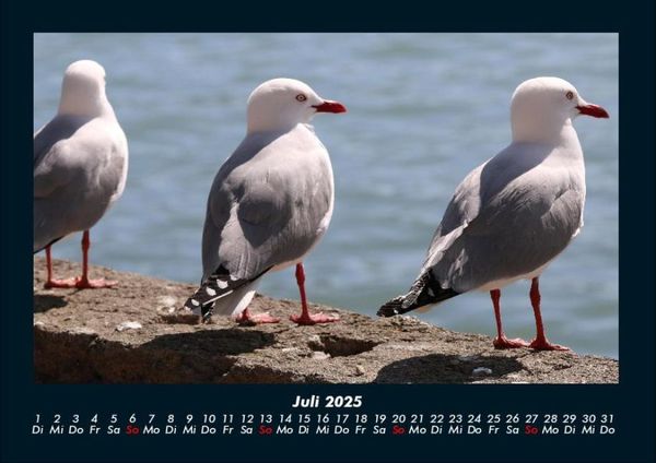 Produktbild: M&ouml;wen 2025 Fotokalender DIN A4