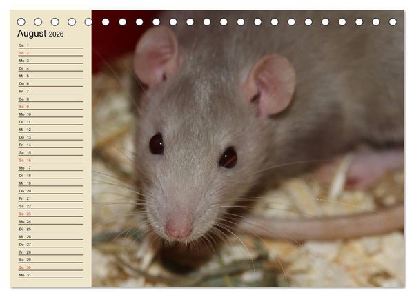 Produktbild: Ratten. Gelehrige Haustiere (Tischkalender 2026 DIN A5 quer), CALVENDO Monatskalender