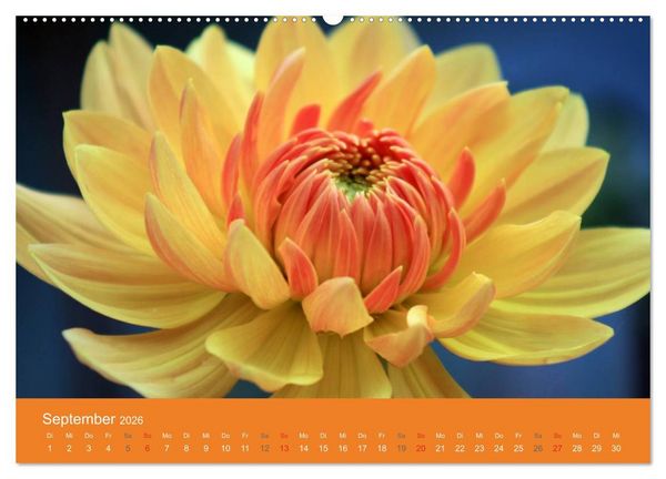 Produktbild: Dahlien (Wandkalender 2026 DIN A2 quer), CALVENDO Monatskalender