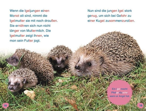 Produktbild: Superleser! Hallo, Igel!