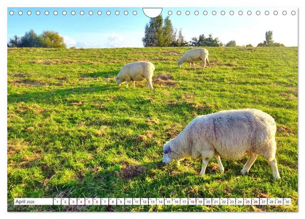 Produktbild: Am Elbdeich - Von Schiffen und Schafen (Wandkalender 2026 DIN A4 quer), CALVENDO Monatskalender