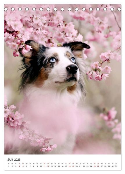 Produktbild: Australian Shepherd - Beste Freunde (Tischkalender 2026 DIN A5 hoch), CALVENDO Monatskalender