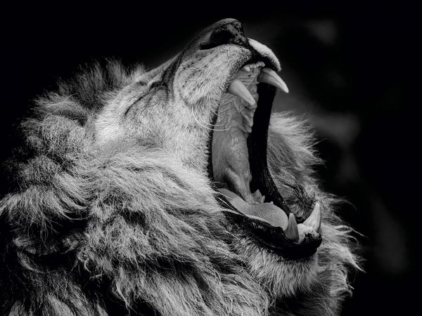 Produktbild: CALVENDO Puzzle L&ouml;we 1000 Teile Puzzle quer | 1000 Teile Lege-Gr&ouml;&szlig;e 64 &times; 48 cm Foto-Puzzle f&uuml;r gl&uuml;ckliche Stunden
