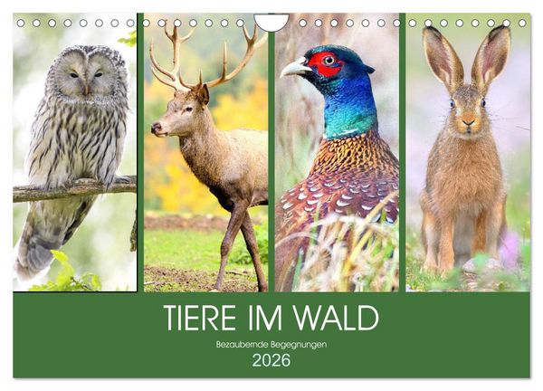 Tiere im Wald. Bezaubernde Begegnungen (Wandkalender 2026 DIN A4 quer), CALVENDO Monatskalender