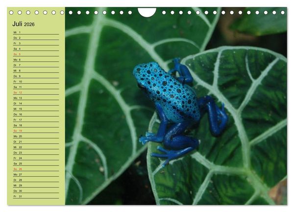 Produktbild: Frosch m&uuml;sste man sein! (Wandkalender 2026 DIN A4 quer), CALVENDO Monatskalender