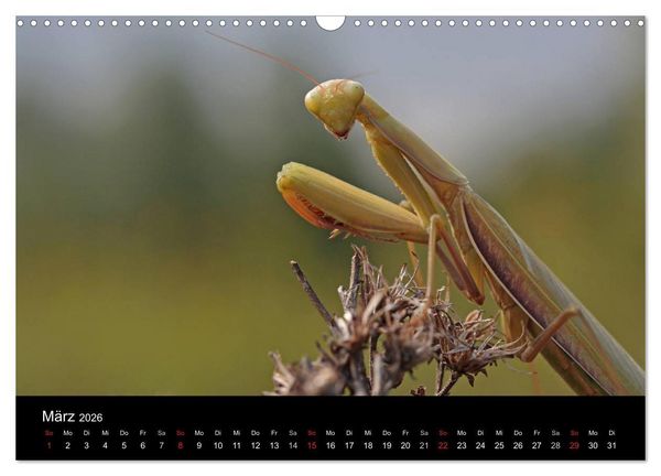 Produktbild: Faszination Gottesanbeterin - Die Welt der Mantis (Wandkalender 2026 DIN A3 quer), CALVENDO Monatskalender