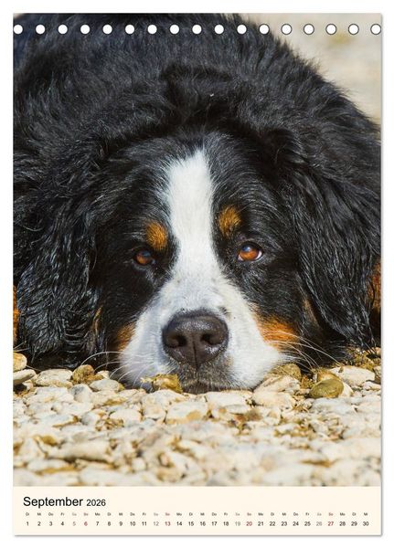 Produktbild: Die sch&ouml;nste Rasse der Welt - Berner Sennenhund (Tischkalender 2026 DIN A5 hoch), CALVENDO Monatskalender