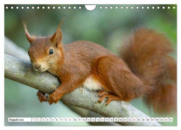 Produktbild: Eichh&ouml;rnchen im K&ouml;niglichen Garten (Wandkalender 2026 DIN A4 quer), CALVENDO Monatskalender