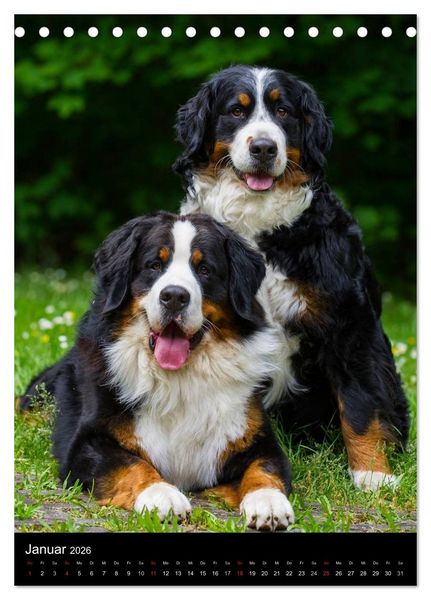 Produktbild: Faszination Berner Sennenhund (Tischkalender 2026 DIN A5 hoch), CALVENDO Monatskalender