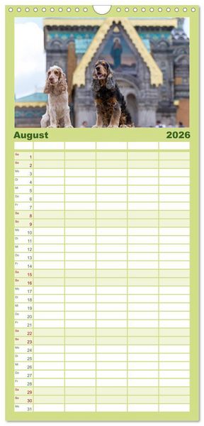 Produktbild: Familienplaner 2026 - English Cocker Spaniels - Ein Spaziergang im Park mit 5 Spalten (Wandkalender, 21 x 45 cm) CALVENDO