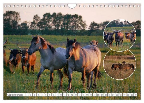 Produktbild: Weidetiere - Landschaftsgestalter seit Jahrhunderten (Wandkalender 2026 DIN A4 quer), CALVENDO Monatskalender