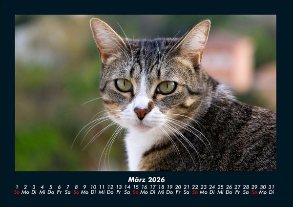 Produktbild: F&uuml;r Katzenfreunde 2026 Fotokalender DIN A4