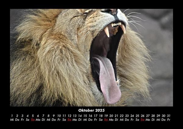Produktbild: L&ouml;wen in der Wildnis 2025 Fotokalender DIN A3