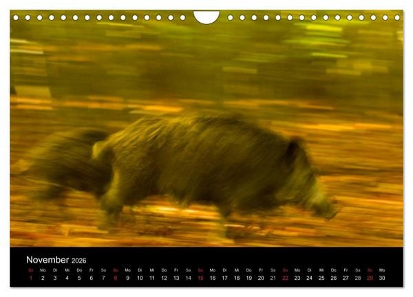 Produktbild: Wilde Wutzen. Das heimische Wildschwein (Wandkalender 2026 DIN A4 quer), CALVENDO Monatskalender