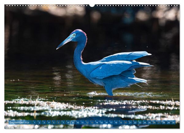 Produktbild: Blaureiher und Dreifarbenreiher (Wandkalender 2026 DIN A2 quer), CALVENDO Monatskalender