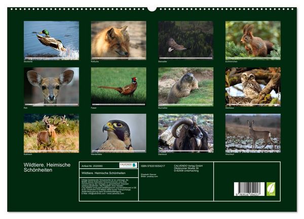 Produktbild: Wildtiere. Heimische Sch&ouml;nheiten (hochwertiger Premium Wandkalender 2026 DIN A2 quer), Kunstdruck in Hochglanz