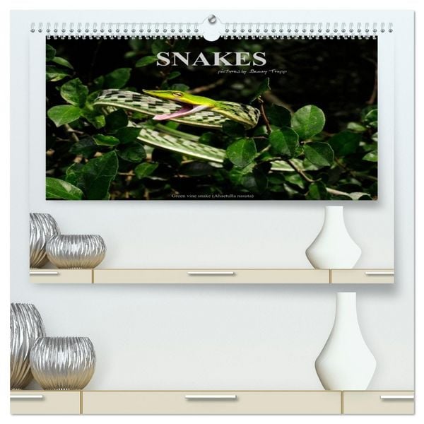 Produktbild: SNAKES / UK-Version (High Quality Premium Wall Calendar 2026 DIN A2 landscape),CALVENDO 12 Month Wall Calendar