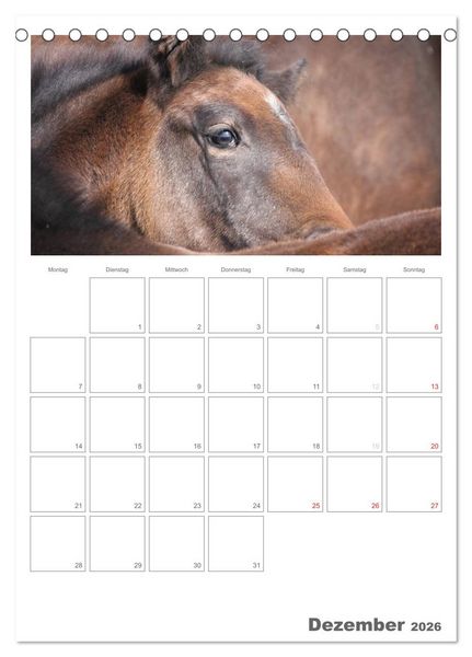 Produktbild: Fohlen und Jungpferde (Tischkalender 2026 DIN A5 hoch), CALVENDO Monatskalender