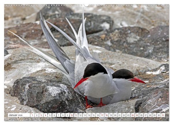 Produktbild: Sturmerprobt - V&ouml;gel an Nordfrieslands K&uuml;ste (hochwertiger Premium Wandkalender 2026 DIN A2 quer), Kunstdruck in Hochglanz
