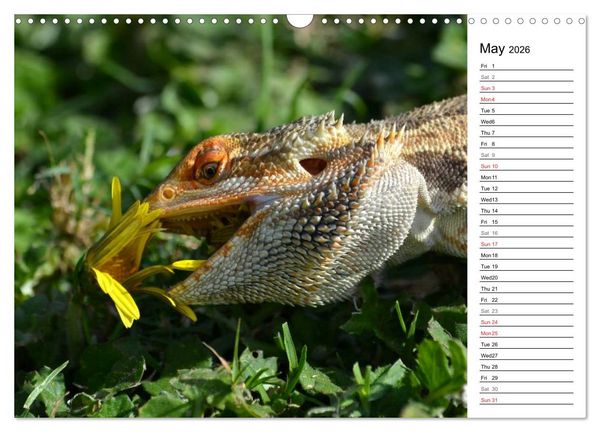 Produktbild: Close to Australian Bearded Dragons (Wall Calendar 2026 DIN A3 landscape), CALVENDO 12 Month Wall Calendar