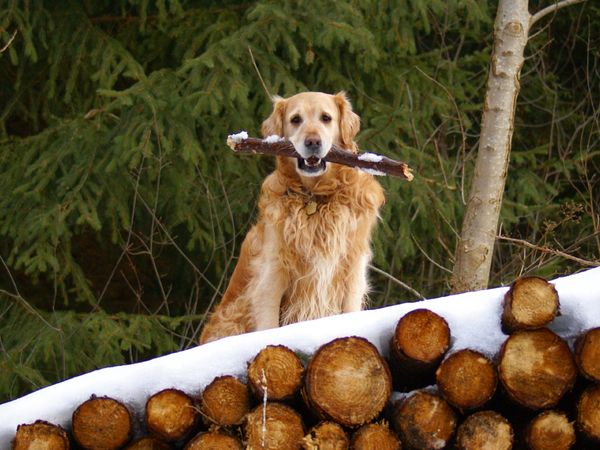 Produktbild: CALVENDO Puzzle Golden Retriever im Winter 1000 Teile Lege-Gr&ouml;&szlig;e 64 x 48 cm Foto-Puzzle Bild von Kattobello
