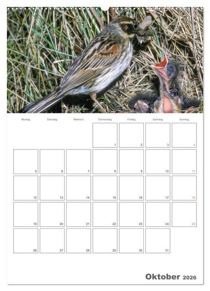 Produktbild: Sperlingsv&ouml;gel an der Schwelle zum Leben (hochwertiger Premium Wandkalender 2026 DIN A2 hoch), Kunstdruck in Hochglanz