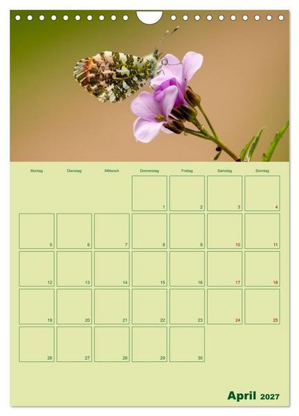 Produktbild: Die Welt der Insekten (Wandkalender 2027 DIN A4 hoch), CALVENDO Monatskalender
