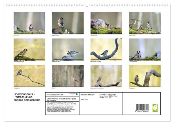 Produktbild: Chardonnerets - Portraits d'une esp&egrave;ce &eacute;blouissante (Calendrier mural 2026 DIN A2 vertical) calendrier de bureau