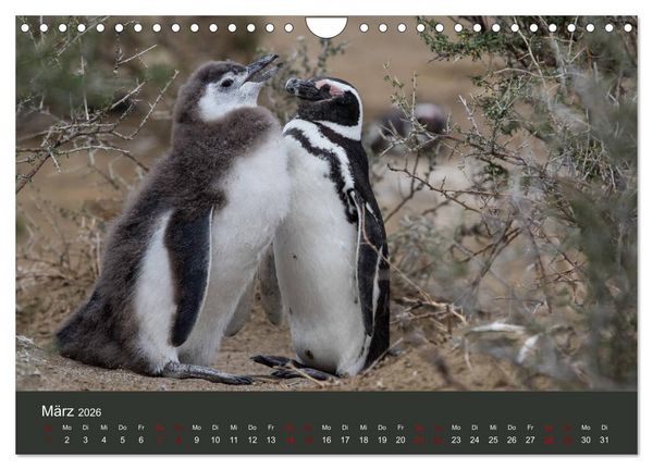 Produktbild: Patagonien - Am Puls der Wildnis (Wandkalender 2026 DIN A4 quer), CALVENDO Monatskalender
