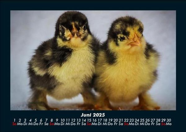 Produktbild: Enten 2025 Fotokalender DIN A5