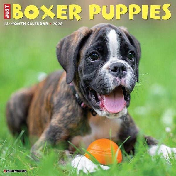 Produktbild: Boxer Puppies 2026 12 X 12 Wall Calendar