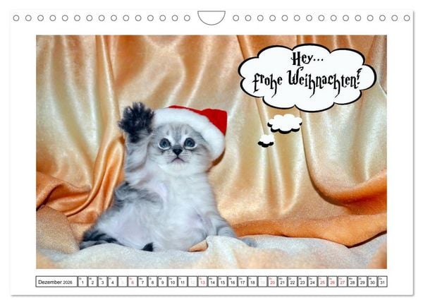 Produktbild: Lustiger Katzenkalender (Wandkalender 2026 DIN A4 quer), CALVENDO Monatskalender