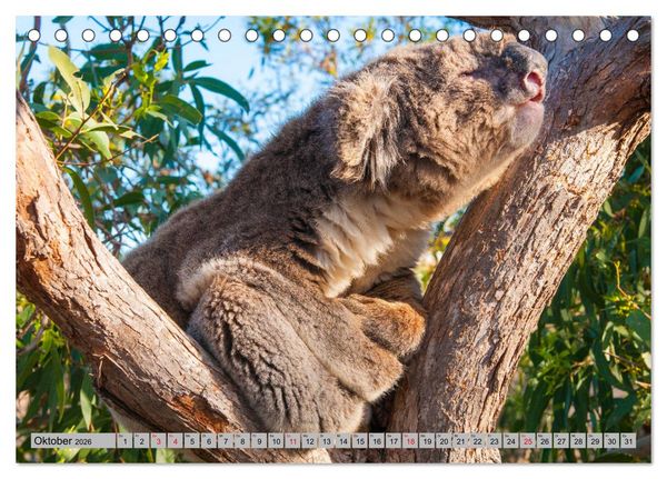 Produktbild: Australische Koalas (Tischkalender 2026 DIN A5 quer), CALVENDO Monatskalender