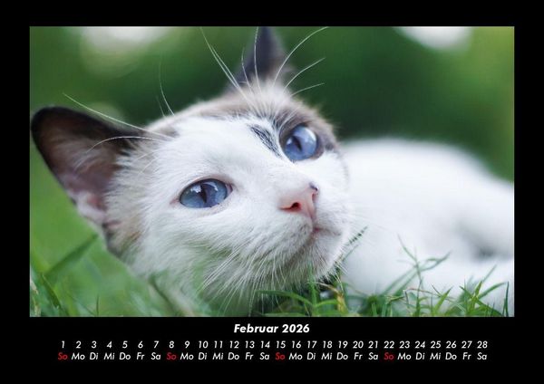 Produktbild: F&uuml;r Katzenfreunde 2026 Fotokalender DIN A3