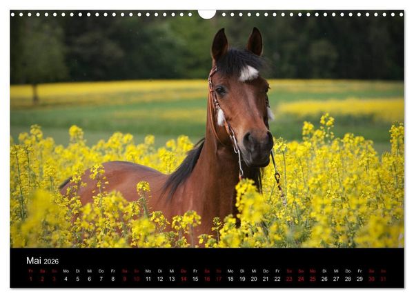 Produktbild: Vollblutaraber - Sch&ouml;nheit und Adel (Wandkalender 2026 DIN A3 quer), CALVENDO Monatskalender