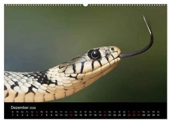 Produktbild: Schlangen (hochwertiger Premium Wandkalender 2026 DIN A2 quer), Kunstdruck in Hochglanz