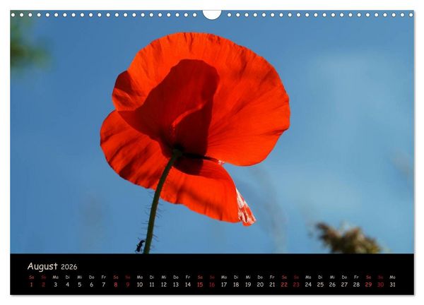 Produktbild: Just Mohn (Wandkalender 2026 DIN A3 quer), CALVENDO Monatskalender