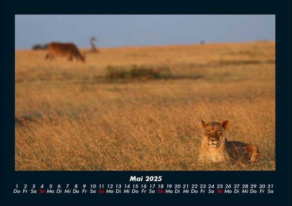 Produktbild: L&ouml;wen in der Wildnis 2025 Fotokalender DIN A4
