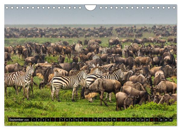 Produktbild: Tansania - Tierwanderung in der Serengeti (Wandkalender 2026 DIN A4 quer), CALVENDO Monatskalender