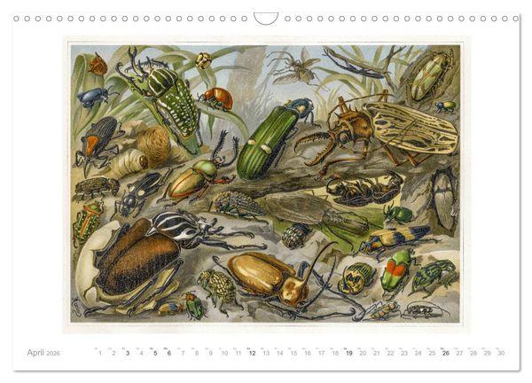 Produktbild: Farbenpr&auml;chtige Fauna. Fische, V&ouml;gel, Schmetterlinge in Grafiken des 19 Jahrhunderts (Wandkalender 2026 DIN A3 quer), CALVENDO Monatskalender