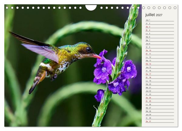 Produktbild: Colibris &ndash; &eacute;clats de nature (Calendrier mural 2027 DIN A4 vertical), CALVENDO calendrier mensuel