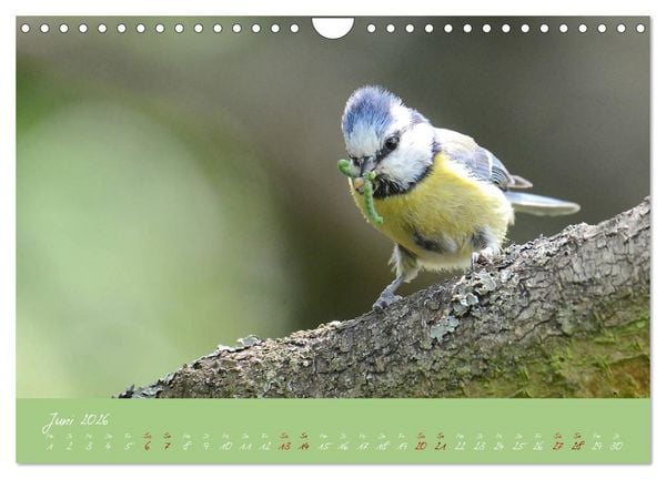 Produktbild: Die Blaumeise, Gast in unserem Garten (Wandkalender 2026 DIN A4 quer), CALVENDO Monatskalender