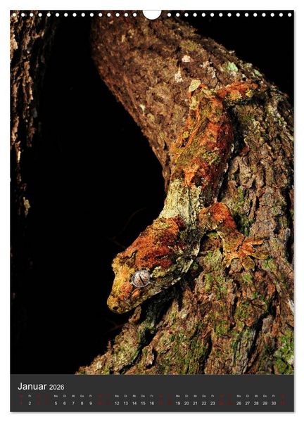 Produktbild: GECKOS (Wandkalender 2026 DIN A3 hoch), CALVENDO Monatskalender