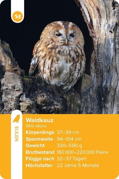 Produktbild: Einheimische Vogelarten &ndash; das Quartett-Spiel