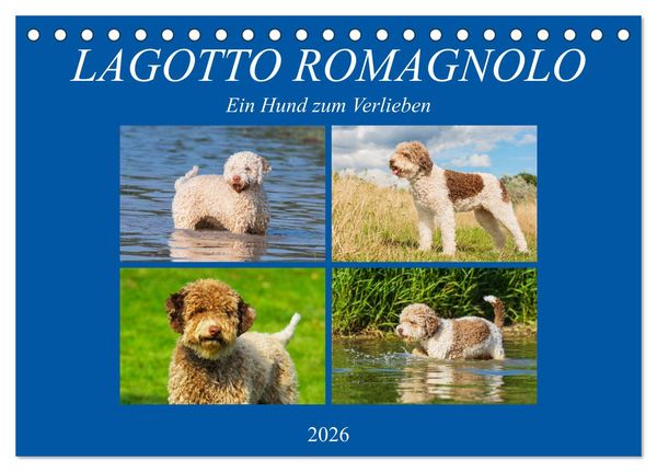 Produktbild: Lagotto Romagnolo - Ein Hund zum Verlieben (Tischkalender 2026 DIN A5 quer), CALVENDO Monatskalender