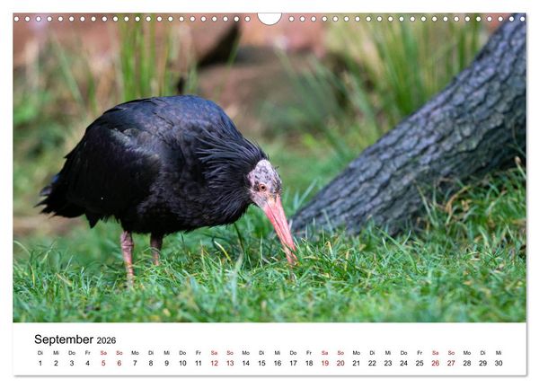 Produktbild: Der Waldrapp - Ein skurriler Vogel (Wandkalender 2026 DIN A3 quer), CALVENDO Monatskalender